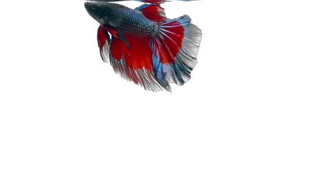 el colorido pez luchador siamés betta splendens, también conocido como pez luchador tailandés o betta, es una especie de la familia gourami que es popular como pez de acuario de fondo blanco