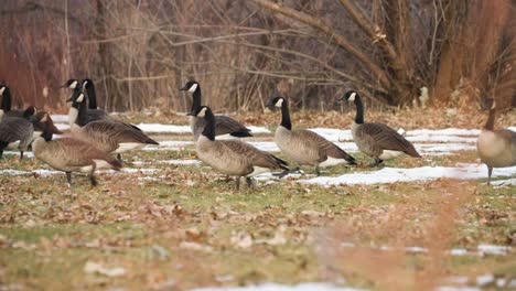 Rack-focus-of-close-bare-plants-during-winter-onto-a-nide-of-grounded-Canadian-Geese