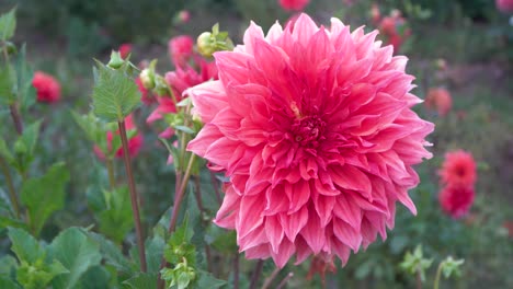 large pink dinnerplate dahlia flower in bloom in summer garden