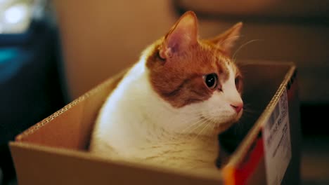 gato sentado en una caja de cartón