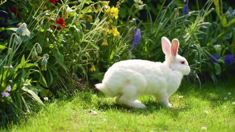 a playful white rabbit joyfully hops through a vibrant garden, surrounded by colorful flowers and fresh green grass in a lively outdoor scene
