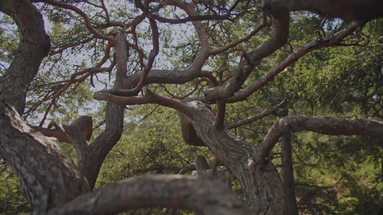 Captivating cinematic shot through the twisted branches of an ancient pine tree, revealing nature's intricate beauty