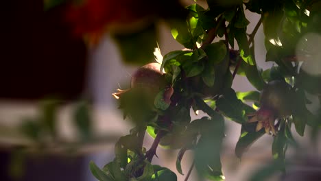 a pomegranate, a branch of a fruit tree.