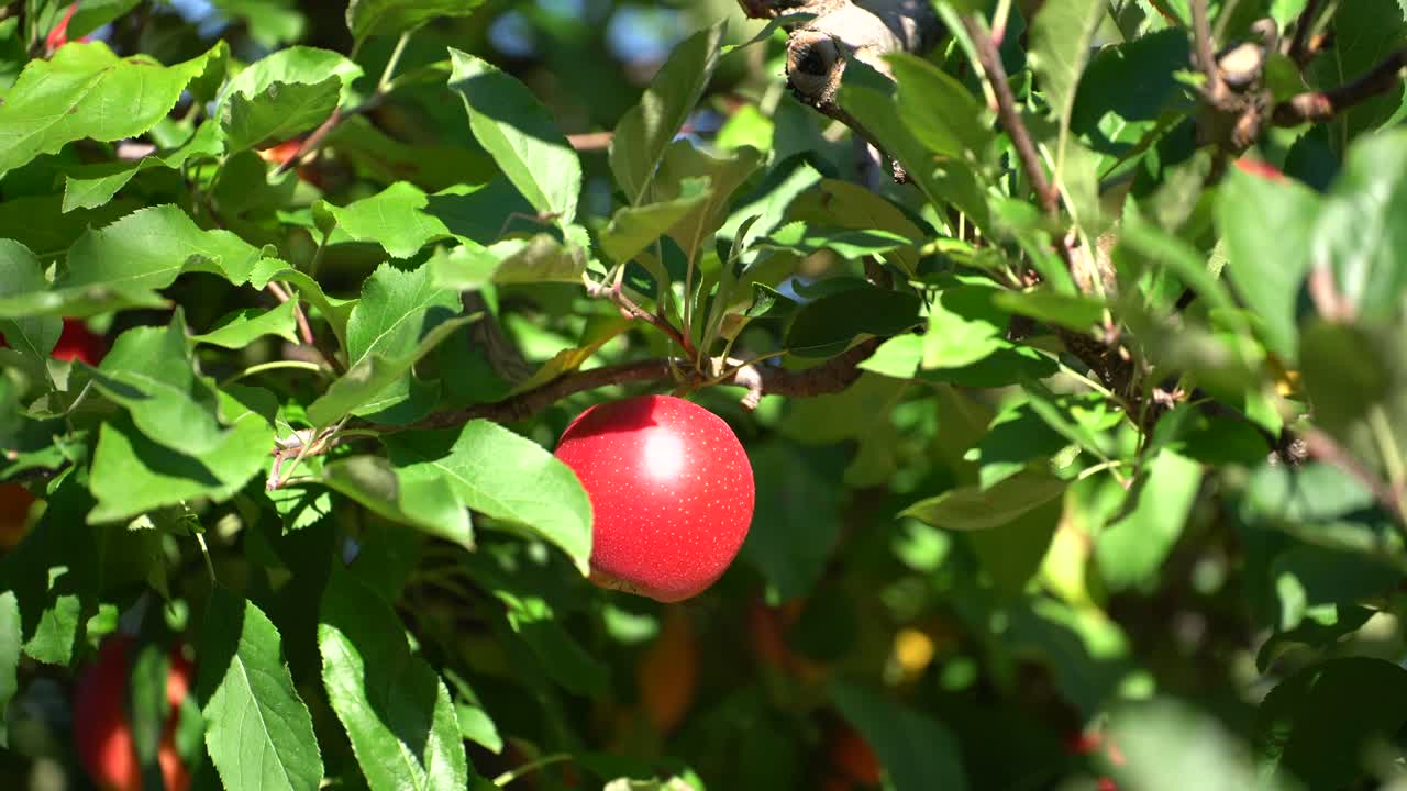manzana madura de color rojo brillante en un árbol frutal saludable en un día soleado