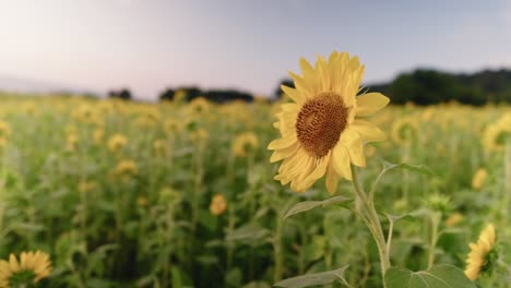 Genießen-Sie-Die-Atemberaubende-Schönheit-Leuchtender-Sonnenblumen-Bei-Sonnenuntergang,-Einem-Goldfarbenen-Feld-Mit-Blick-Auf-Den-Strand-Von-Gimnyeong-Auf-Der-Insel-Jeju,-Korea