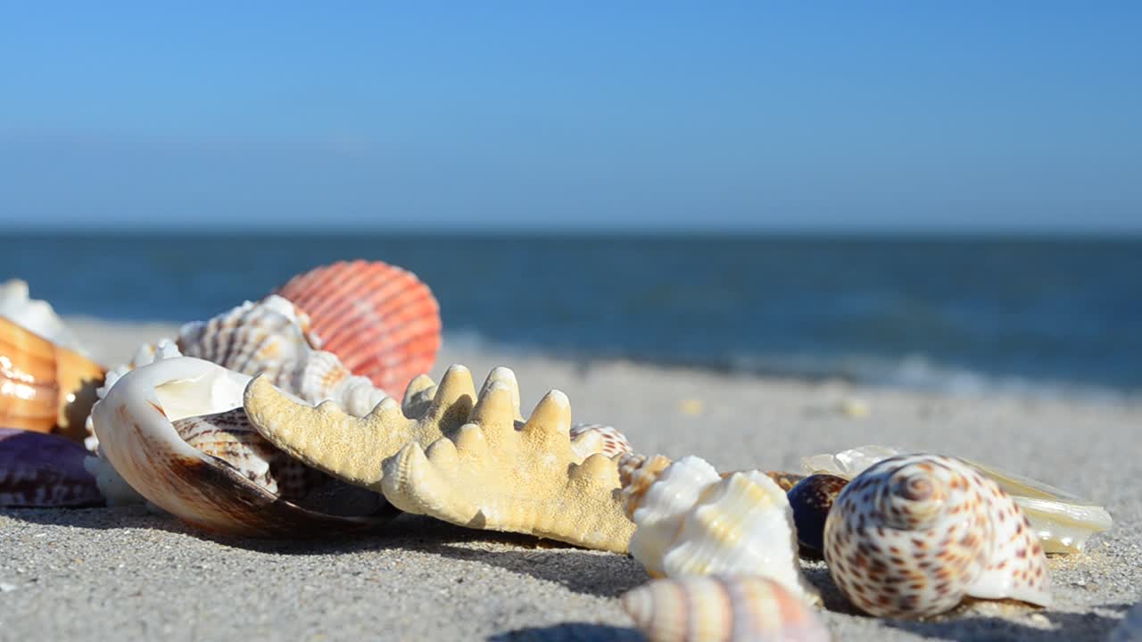 Cockleshells on sand against the background of waves. Shooting on the beach