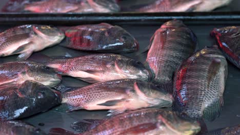 Pescado-Fresco-Todavía-Vivo-En-El-Mercado-Khlong-Toei,-Bangkok