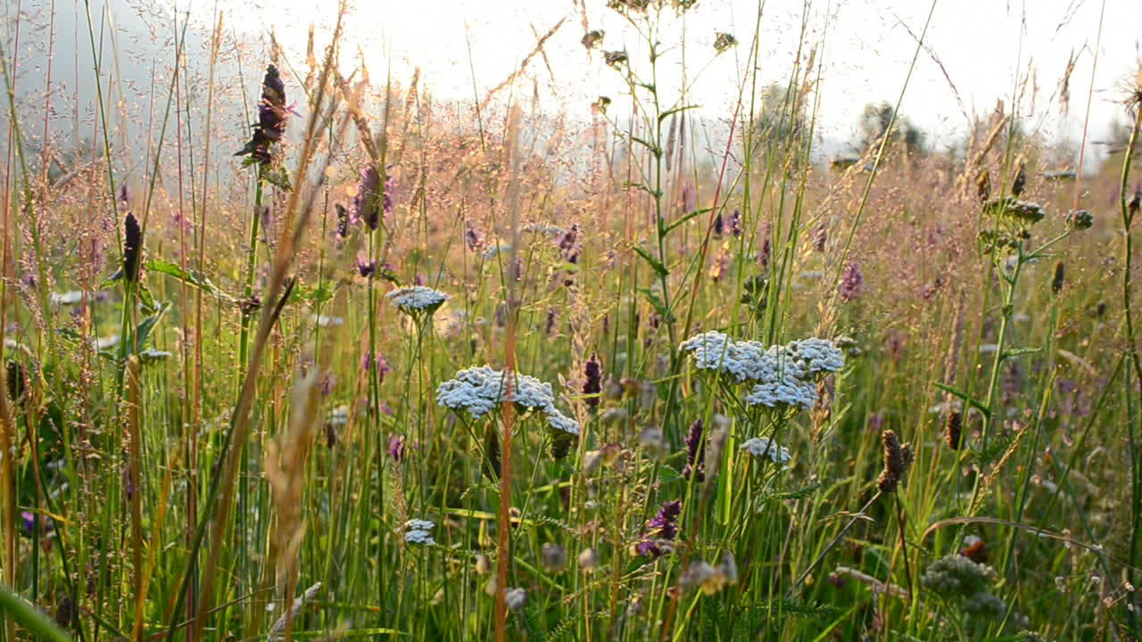 Fiori al tramonto. Luce e colore bellissimi.