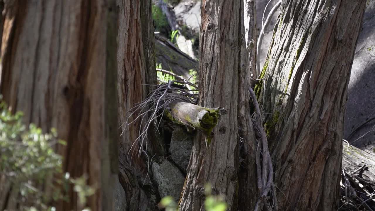 una ardilla salta al árbol en el parque nacional de yosemite, california, ee.uu. en abril
