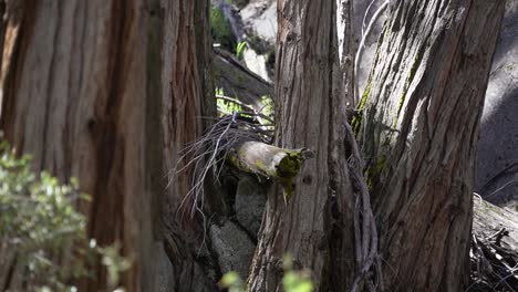 A-squirrel-jumps-up-the-tree-at-Yosemite-National-Park,-California,-USA-in-april
