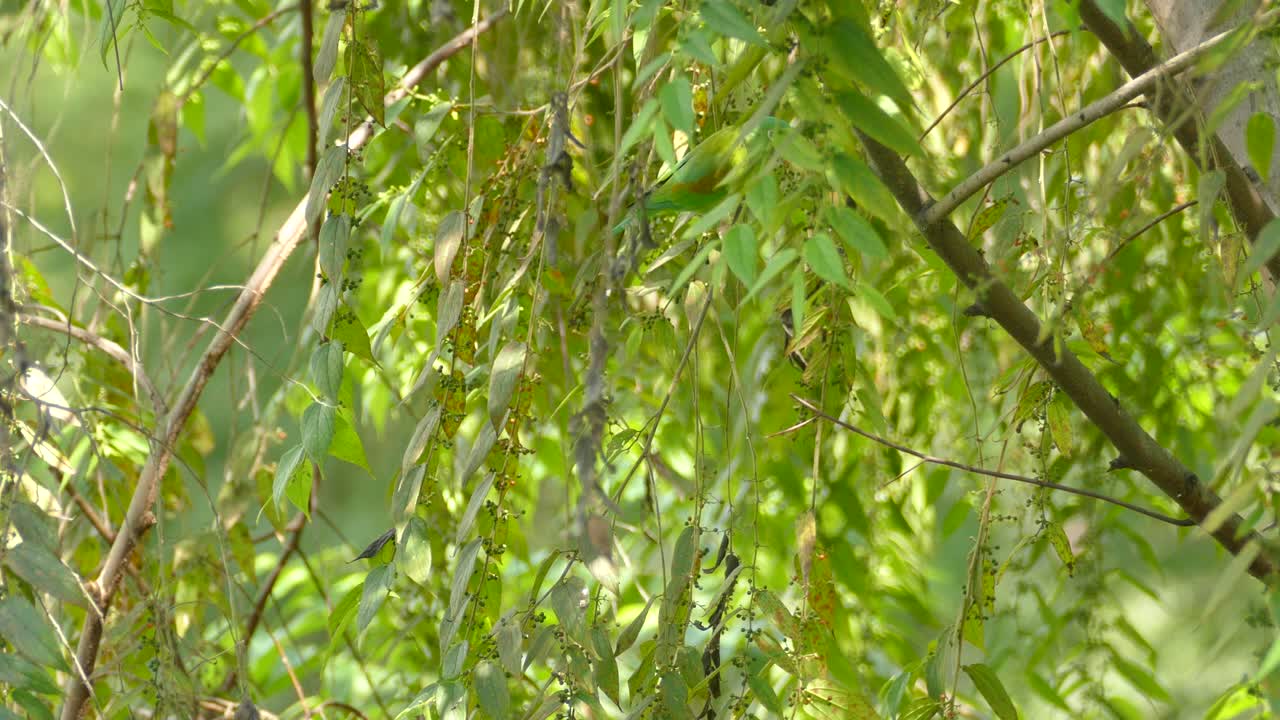 Beautiful green parrot searching for food in the branches of a tropical tree. Orange chinned parakeet or Tovi parakeet jumping across branches and searching for food.