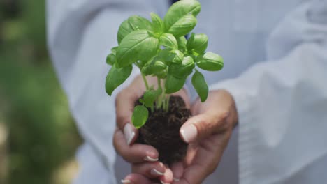 mujer sosteniendo una planta