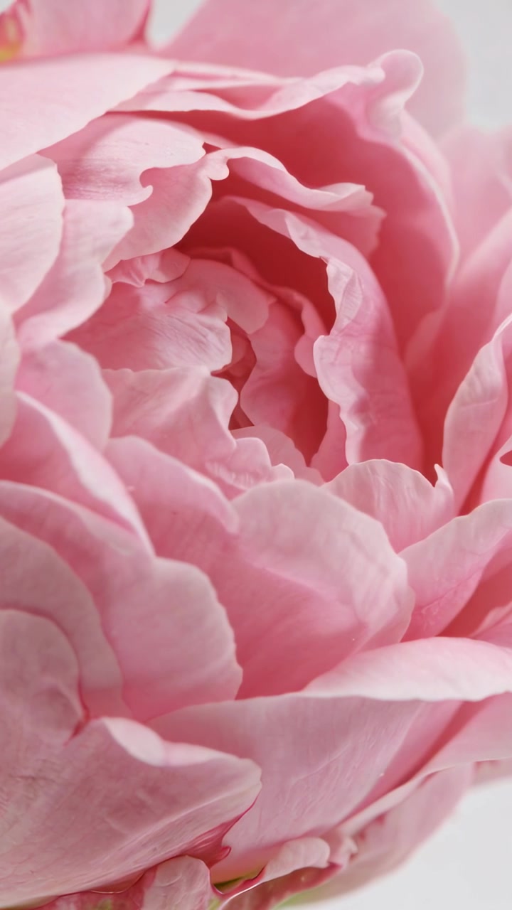 Video verticale: Lento movimento della telecamera che rivela il centro di una peonia rosa in studio, esponendo la trama dei petali