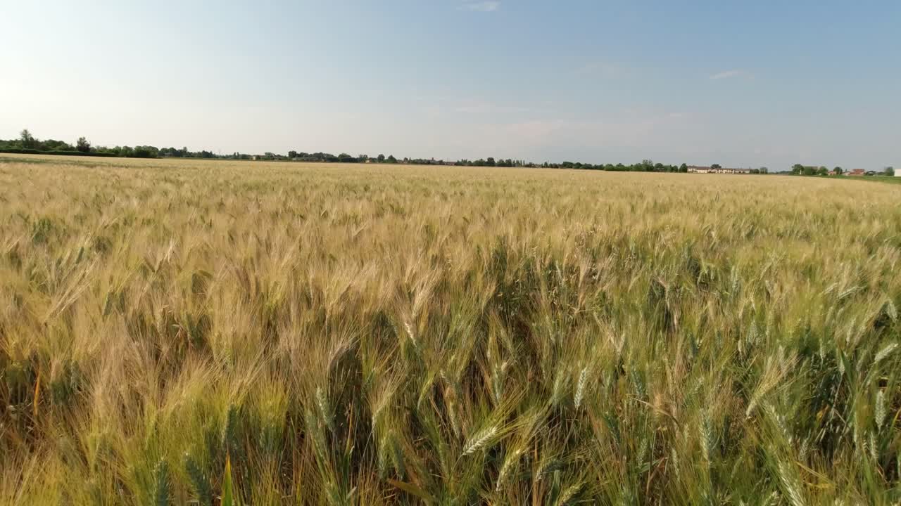 полет над пшеничным полем в италии