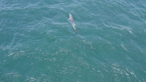 Lone-Bottlenose-Dolphin-Swimming-Fast-In-The-Sea