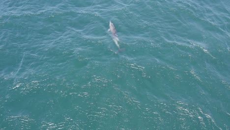 delfín nariz de botella solitario nadando rápido en el mar