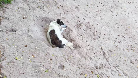 a dog resting peacefully on sandy ground