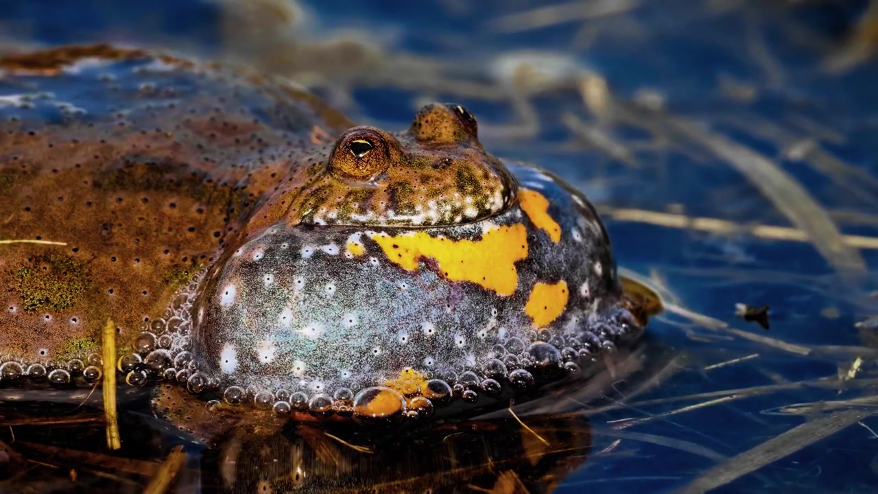 Una ripresa macro ravvicinata estrema e mozzafiato in stile cinematografico che cattura un rospo dal ventre di fuoco europeo maschio che gonfia il suo sacco vocale traslucido per richiamare, mentre è semisommerso in acqua limpida di palude.