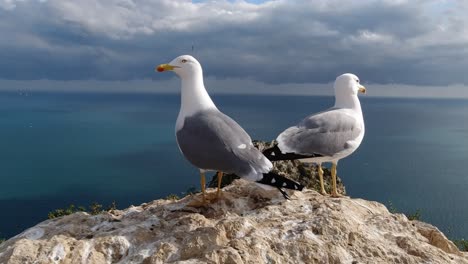 Seagulls-with-a-Birds-Eye-view-of-the-fishing-harbour-in-Calpe-in-evening-sunshine