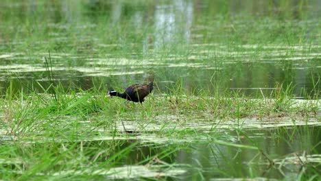 在綠草中間,在沼澤中間,尋找食物. 往左走,銅翅<unk>,metopidius indicus,pak pli,nakorn nayok,泰國