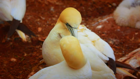 Northern-gannets-couple-birds-cleaning-each-other,-high-angle,-Quebec