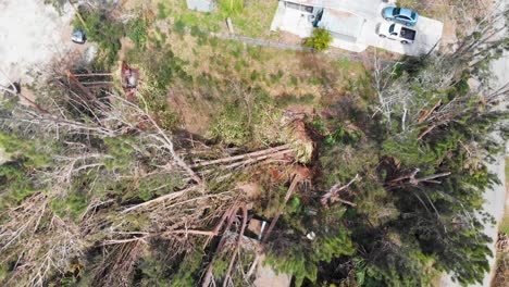 video de dron de 4k de árboles derribados por huracán en englewood, florida - 18