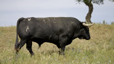 4k footage of an angry bull walking in a beautiful field