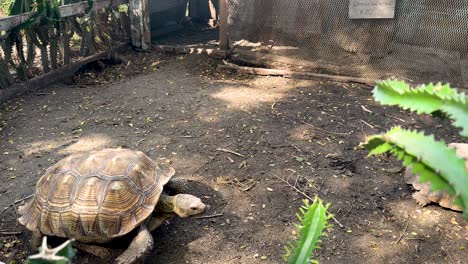 turtles exploring their enclosure in bangkok, thailand