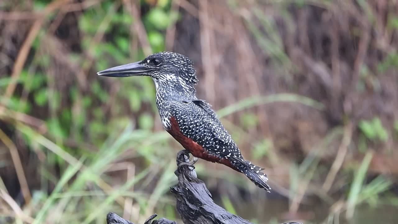 Female giant kingfisher perched on tree stump in rain and wind. Close-up profile