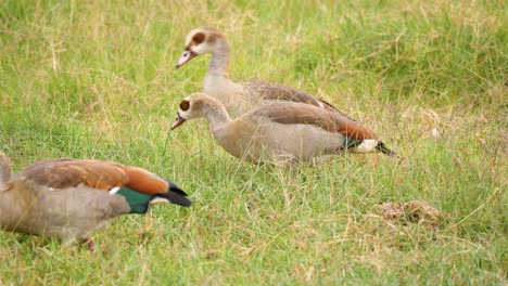 gansos egipcios que se alimentan de hierba verde en las llanuras africanas en uhd