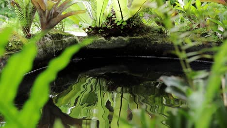 Reflejo-De-La-Planta-En-La-Superficie-Del-Estanque-De-Agua-Ondulante