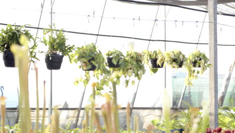 hanging plants thriving in greenhouse nursery with lush greenery and sunlight