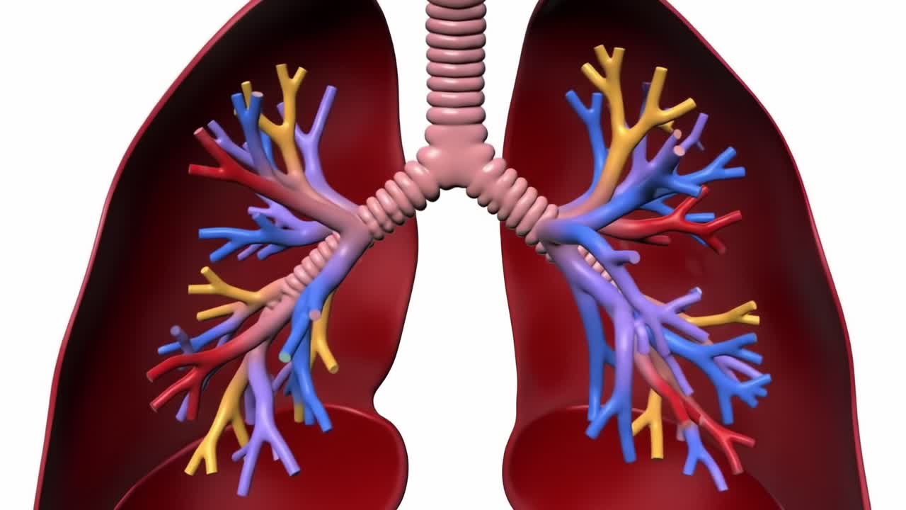 Detailed Anatomical Visualization of Human Lungs to Illustrate Respiratory Structure and Function, Highlighting Bronchial Branching and Lung Tissue Composition