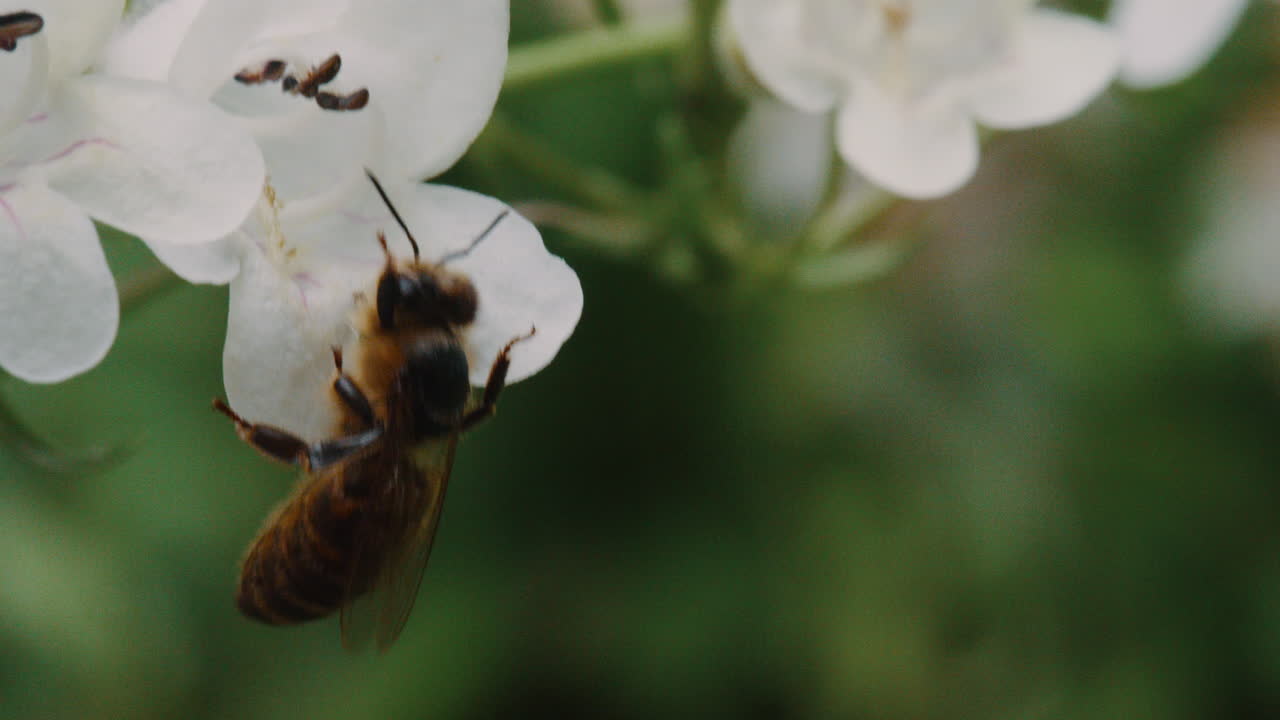 Bee Pollenating a Flower In Prospect Park