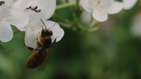 Bee-Pollenating-a-Flower-In-Prospect-Park