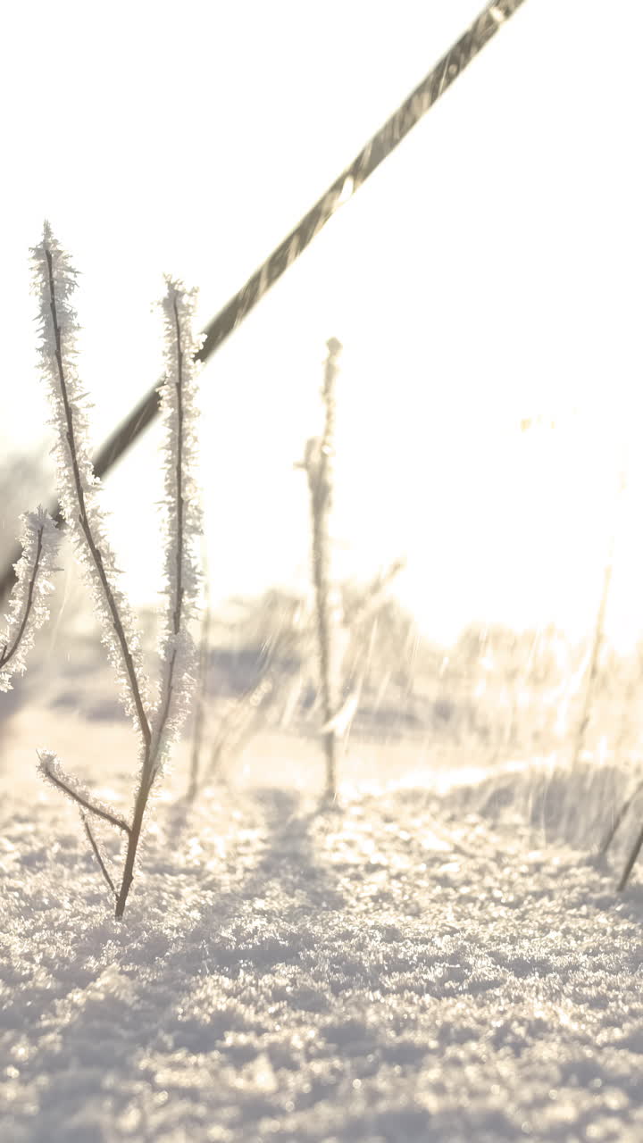 얼음으로 인 겨울 식물