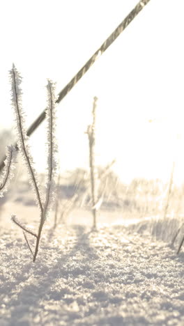 plantas de invierno cubiertas de helada