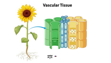 sunflower illustrating photosynthesis and nutrient transport