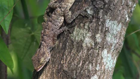Close-Up-Shot-of-Lizard-on-the-Tree