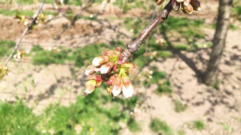 spring with flowers