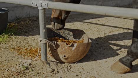 Beautiful-horse-animal-eating-oats-while-in-farmstead,-close-up-view