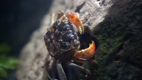 A-crab-moves-its-eye-stalks-and-mandibles-as-it-feeds