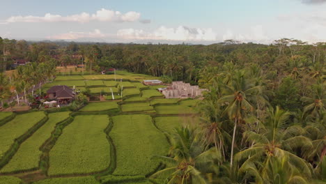 beautiful rice terraces and palm trees in bali