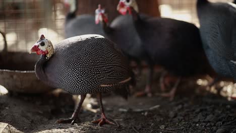 hablemos de pavo, un vistazo a los posibles orígenes de la frase.