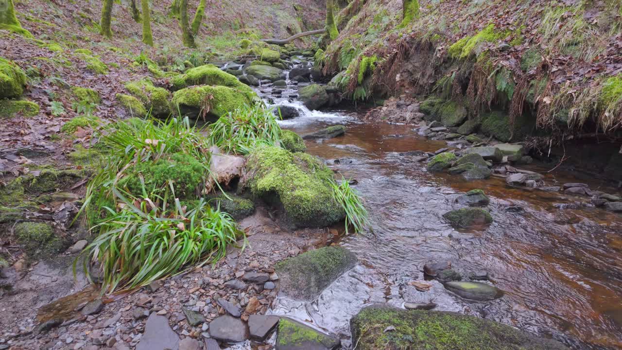 pequeño y lento arroyo del bosque, que fluye lentamente a través de los árboles del bosque