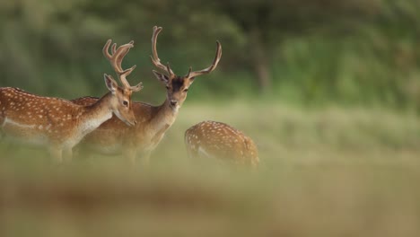 Mittlere-Aufnahme-Von-Drei-Europäischen-Damhirschen,-Die-Auf-Einem-Feld-Stehen-Und-Sich-Umschauen-Und-Grasen,-Zeitlupe