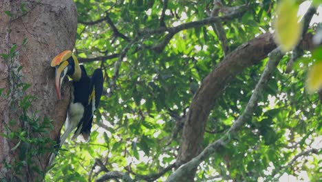 La-Cámara-Se-Desliza-Hacia-La-Izquierda-Y-Revela-A-Este-Individuo-Alimentando-A-Sus-Polluelos-En-La-Madriguera,-Gran-Cálao-Buceros-Bicornis,-Tailandia