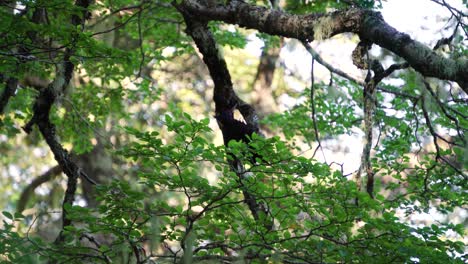 close up of female woodpecker drilling branches in tree tops surrounded by dense green rainforest at daytime in huerquehue national park, chile