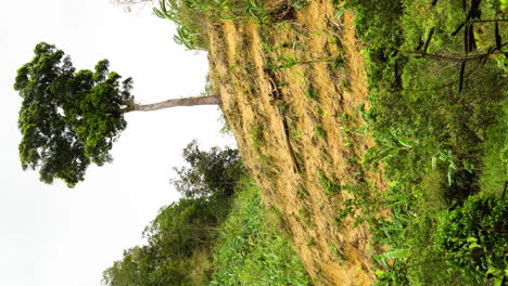 Vertical-video-of-last-tree-standing-in-deforested-area