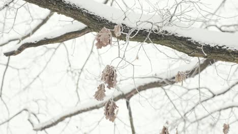 Close-up-of-last-remaining-frozen-leaves-from-winter-tree,-snowy-day,-static